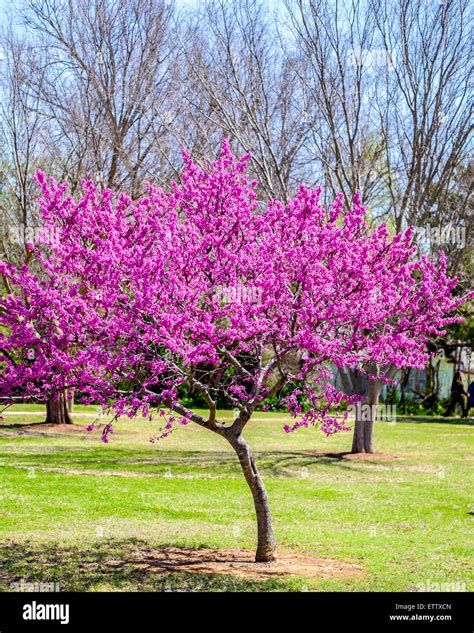 oklahoma state tree