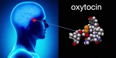 oksitosin adalah