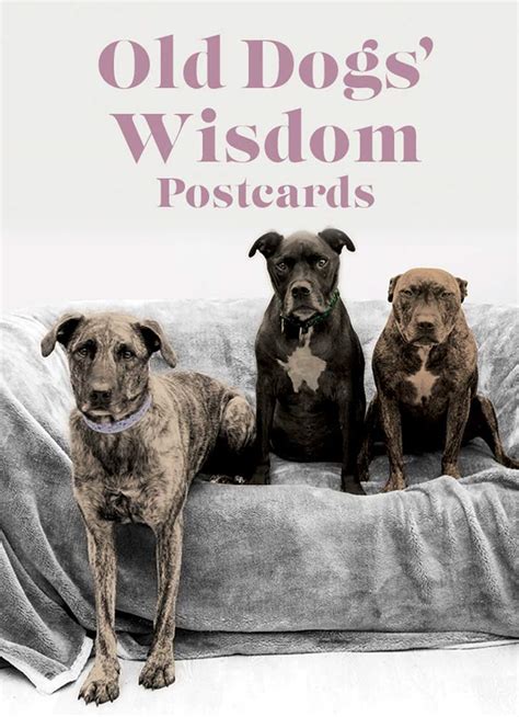 Old Dog Wisdom