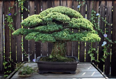 oldest bonsai in world