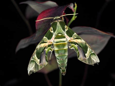 Oleander Hawk Moth
