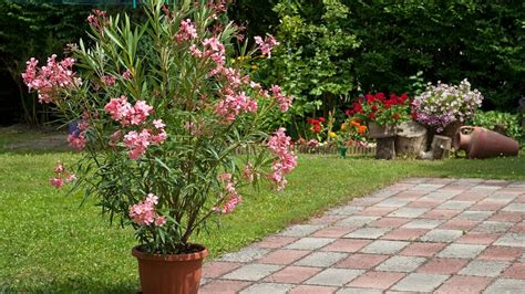 oleander jak dbac