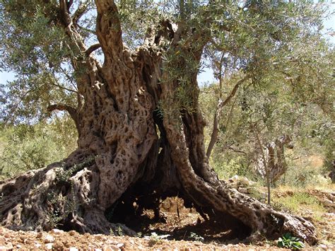 Olive Tree In Lebanon May Be Oldest In Tree Science - Tree Science