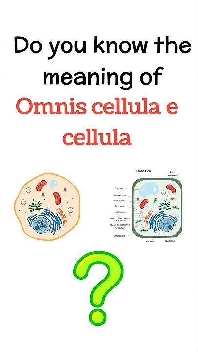 Omnis Meaning
