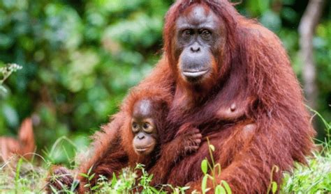 omnivora adalah | Ular Tangga Golongan Hewan Makanan Ti xung