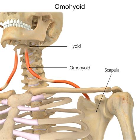 omohyoid muscle