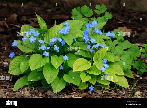 omphalodes verna