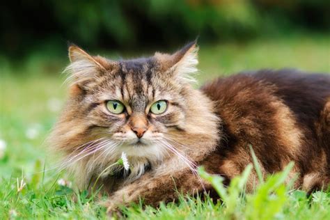 on cats