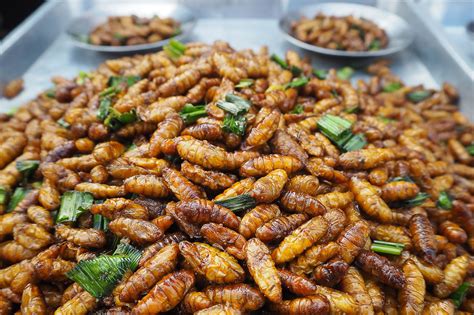 on eating insects