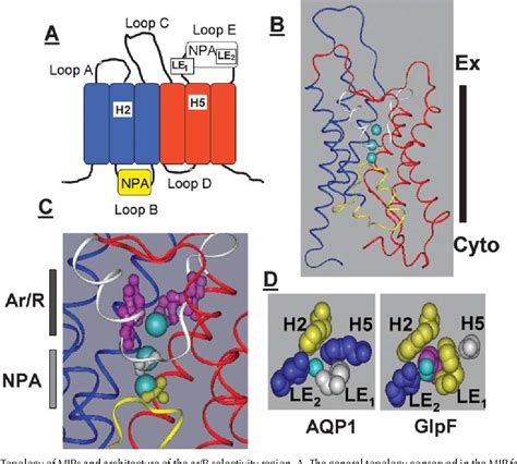 on the Aromatic/Arginine Selectivity Filterl[w] - JSTOR