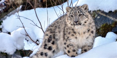 Full Download Once In Kazakhstan The Snow Leopard Emerges 