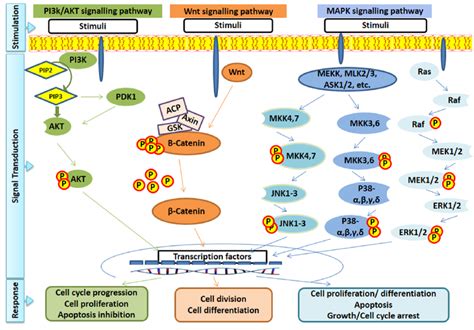 Read Online Oncogenesis Oncogenes In Signal Transduction And Cell Proliferation Advances In Applied Biotechnology Series V 6 