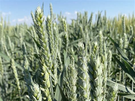 One Big Wheat