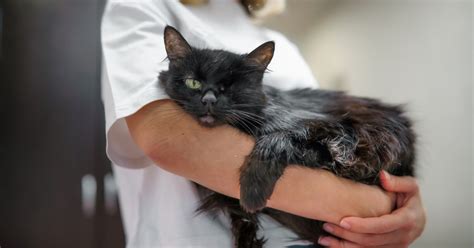 One Eyed Cat