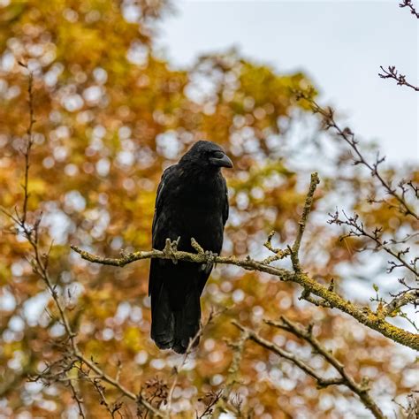 One For The Crow