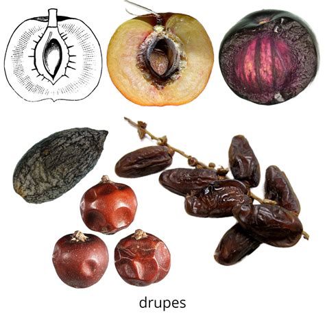 One Seed Fruits