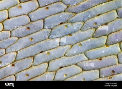 Onion Cell Under Microscope