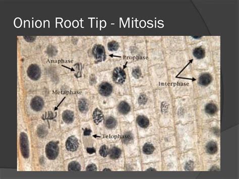 Onion Root Mitosis Lab Variables Pdfslibforme