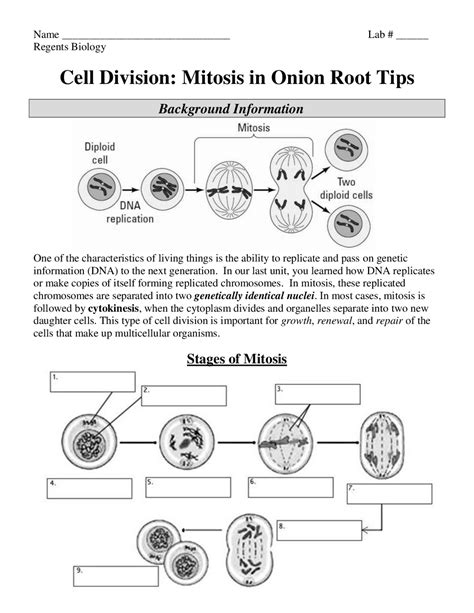 onion root tip activity answers
