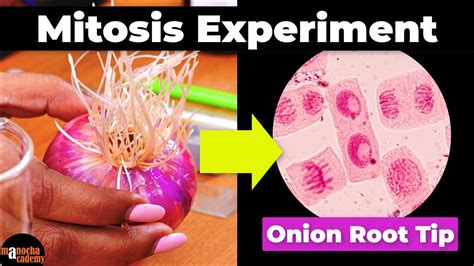 Onion Root Tip Graph Answer