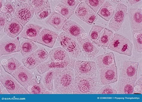 Onion Root Tip Mitosis Lab Answers