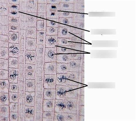 onion root tip mitosis quiz