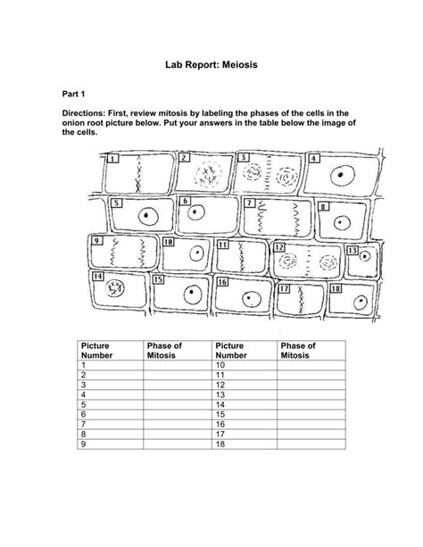 Full Download Onion Cell Lab Answers 