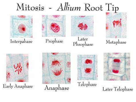 Read Onion Root Mitosis Lab Variables Pdfslibforme 