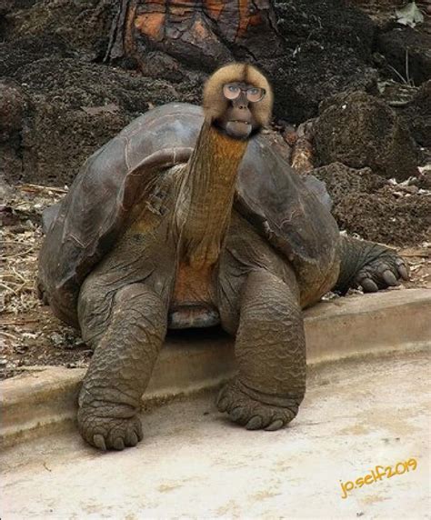 Image related to onkey-turtle