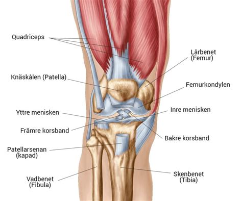 ont i menisken symptom