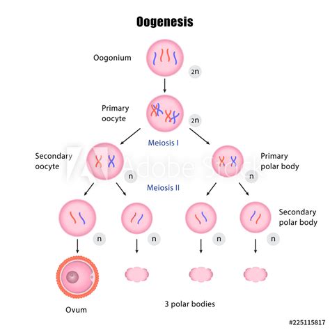 Read Oogenesis The Universal Process 