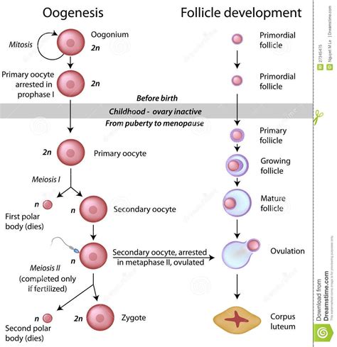 Read Oogenesis The Universal Process 
