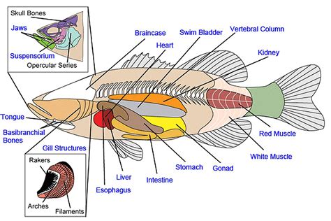 opengl es - How to draw a line inside the fish movement …