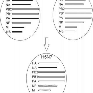 operation h5n7 thriller