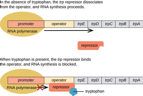 Operon Biology