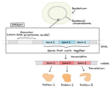 Operon Eukaryotes