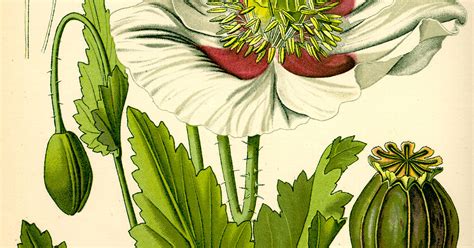 opium how an ancient flower shaped and poisoned ou