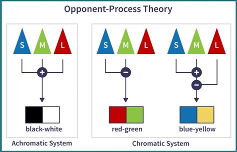 Opponent Process Theory Of Color