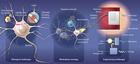 Download Optogenetics And The Future Of Neuroscience 