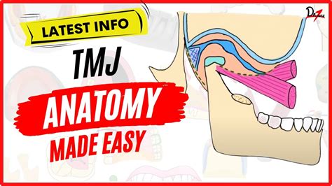 Oq Significa Tmj