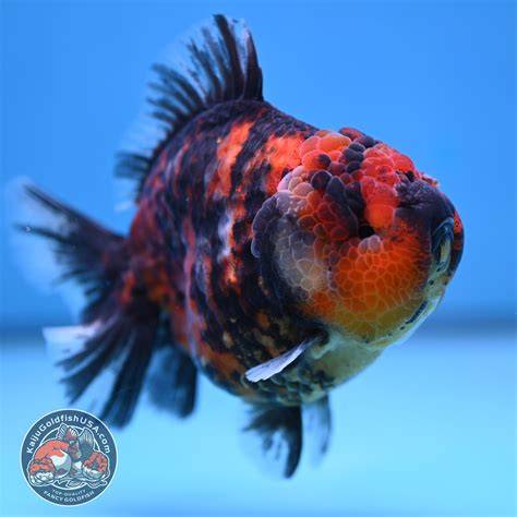 oranda boosty
