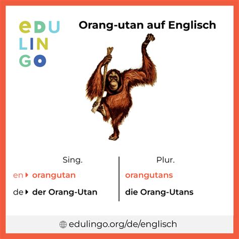 orang utan englisch aussprache