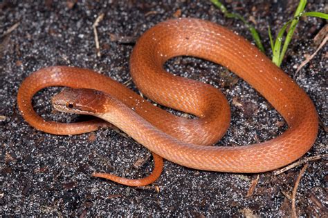 orange snake florida
