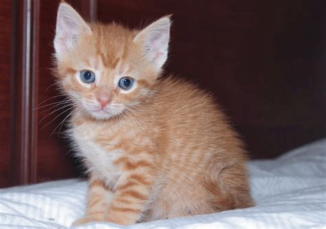 Orange Tabby Kitten