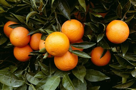 Orange Tree Images