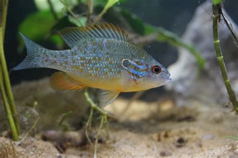 orangespotted sunfish Lepomis humilis