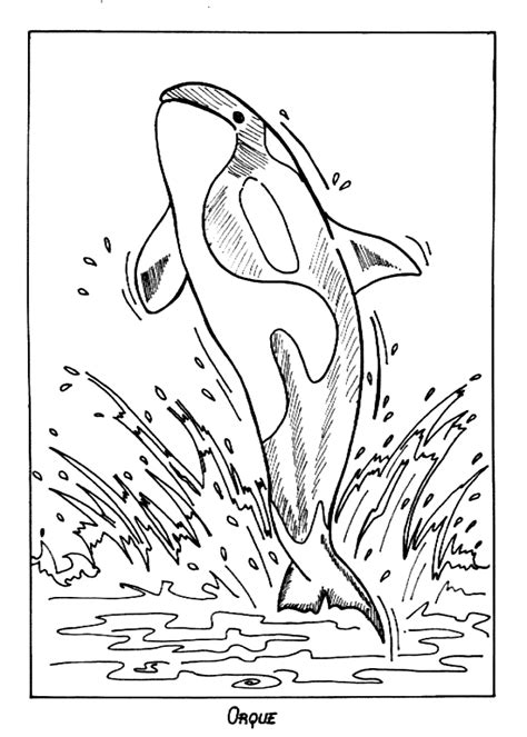 Orca Coloring Pages For Your Kids Coloringus Orca Whale Coloring Page - Orca Whale Coloring Page