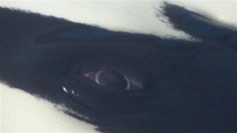 Orca Eye Close Up