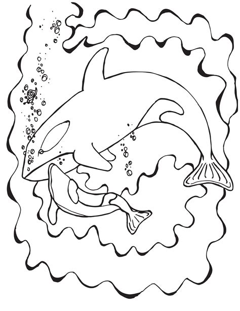 Orca Whale Coloring Page At Getdrawings Free Download Orca Whale Coloring Page - Orca Whale Coloring Page