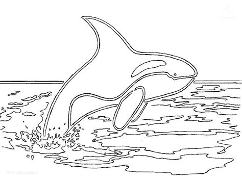 Orca Whale Coloring Page Getcolorings Com Orca Whale Coloring Page - Orca Whale Coloring Page